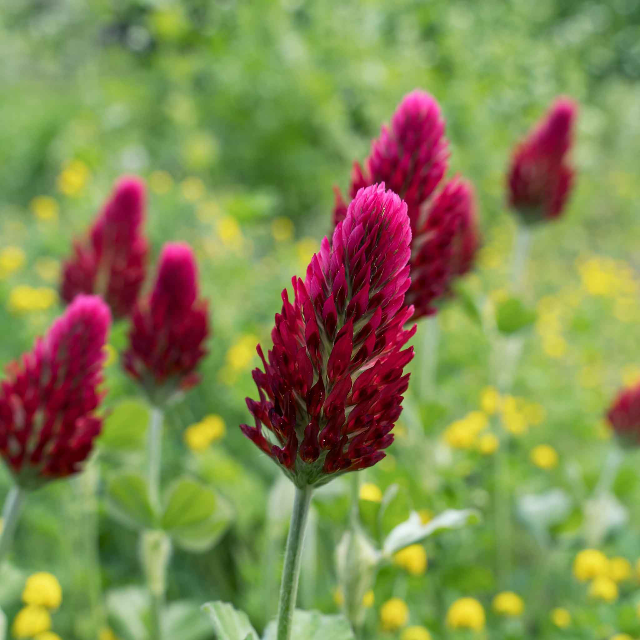 Premium Mini Clover Seeds For A Lush And Nourishing Canadian Lawn