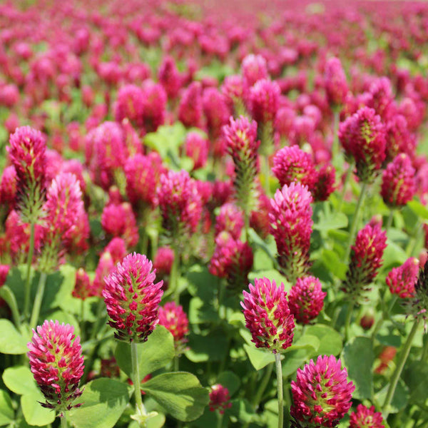 Crimson Clover | Flower Seeds in Packets & Bulk | Eden Brothers