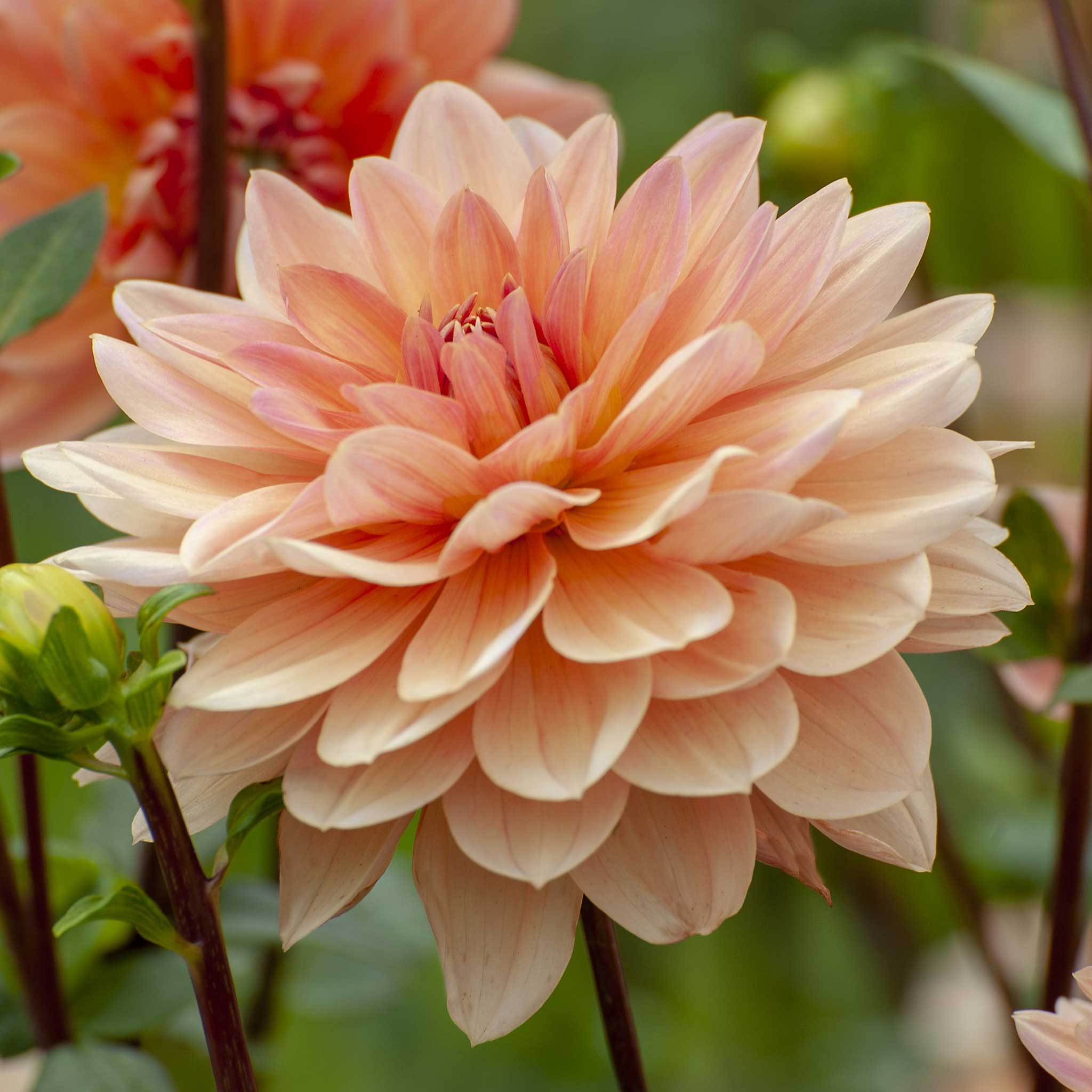 Dahlia Bulbs - Apricot Desire | Dahlia Tubers | Eden Brothers