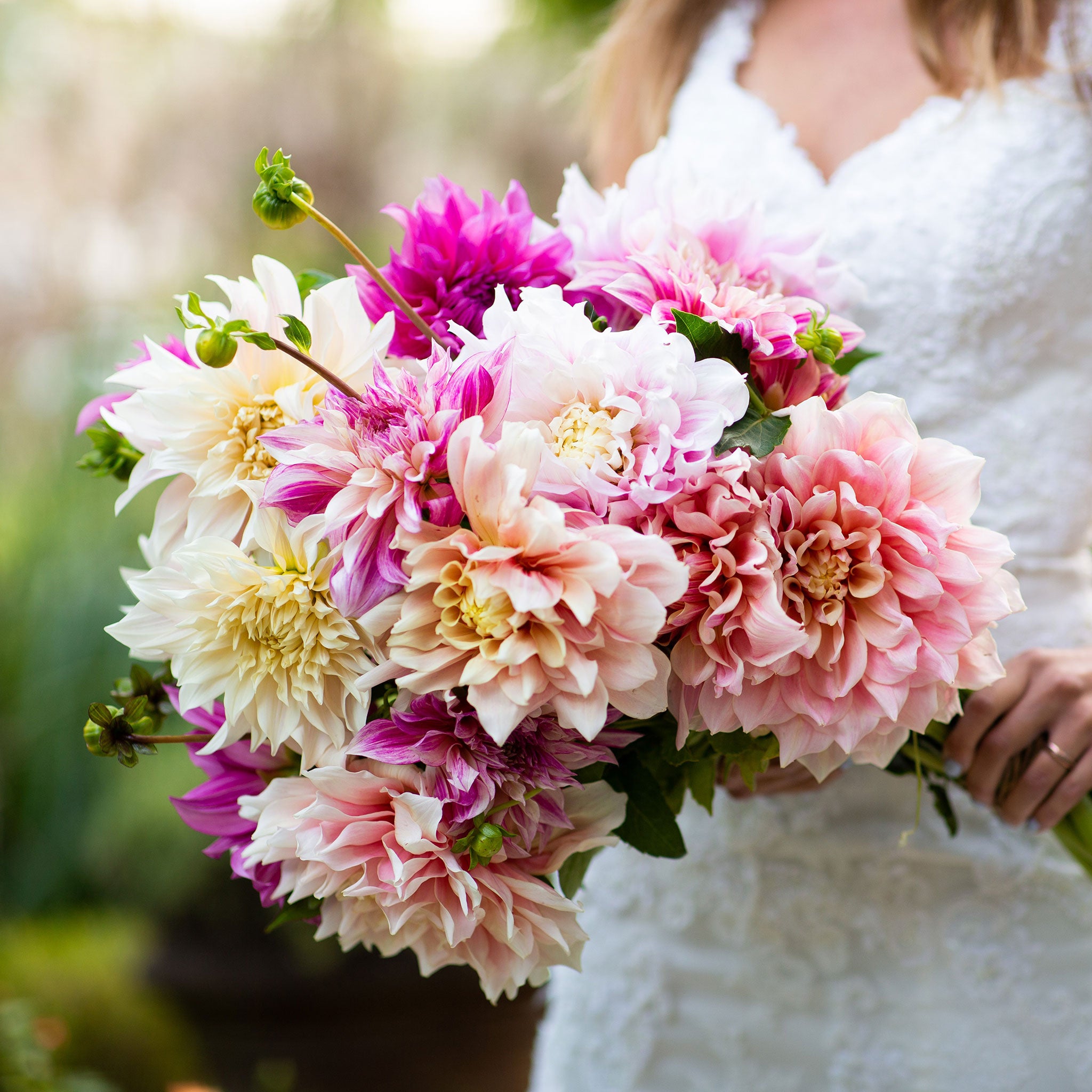 Dahlia Bulbs (Dinnerplate) - Bridal Bouquet Mix