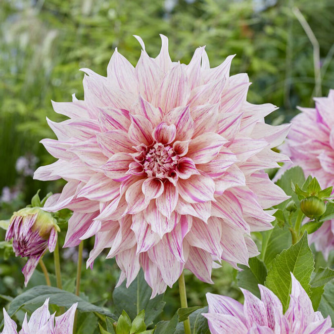 dahlia cafe au lait mix