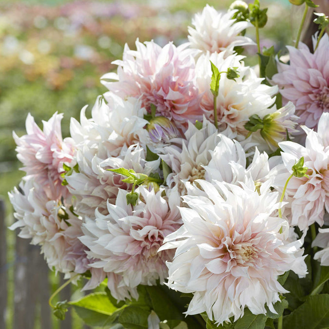 dahlia cafe au lait