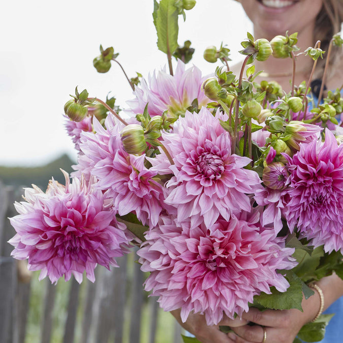 dahlia cafe au lait rose