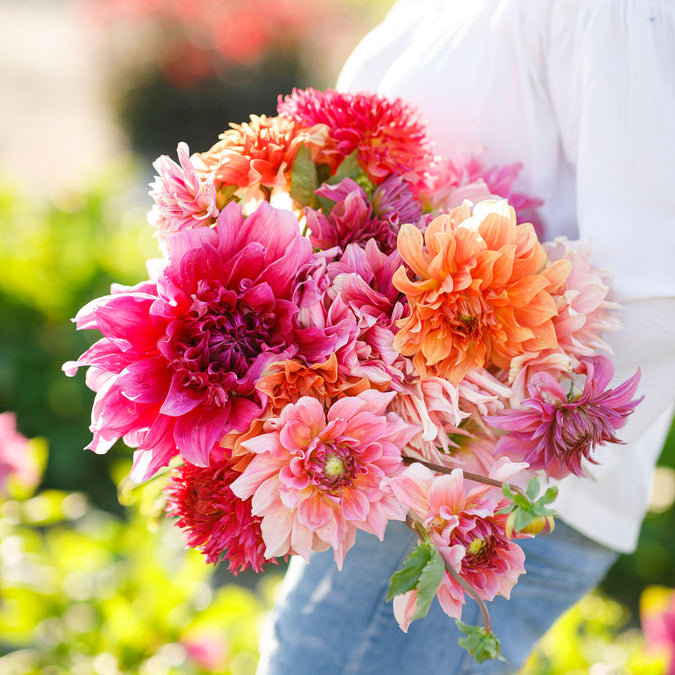 dahlia country fair mix