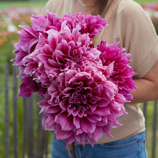 dahlia emory paul