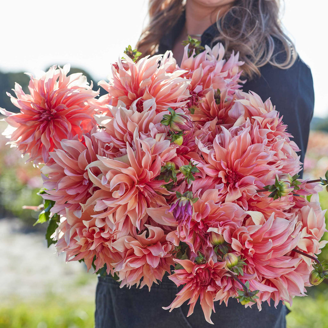 Dahlia Bulbs (Decorative) - Labyrinth | Dahlia Tubers | Eden Brothers