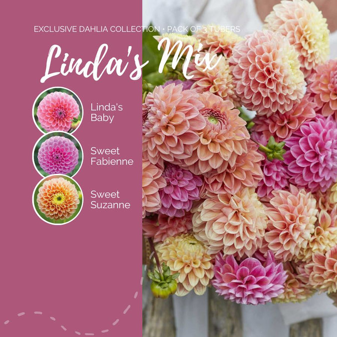 dahlia lindas mix contents