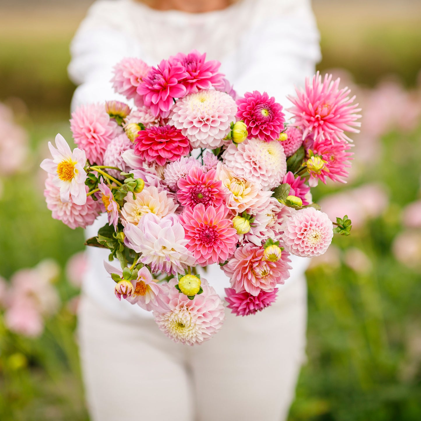 dahlia madeline mix