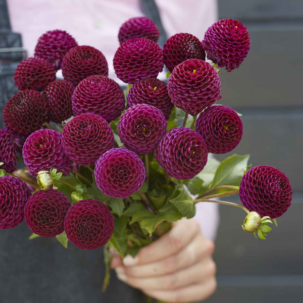 Dahlia Bulbs - Moor Place | Dahlia Tubers | Eden Brothers