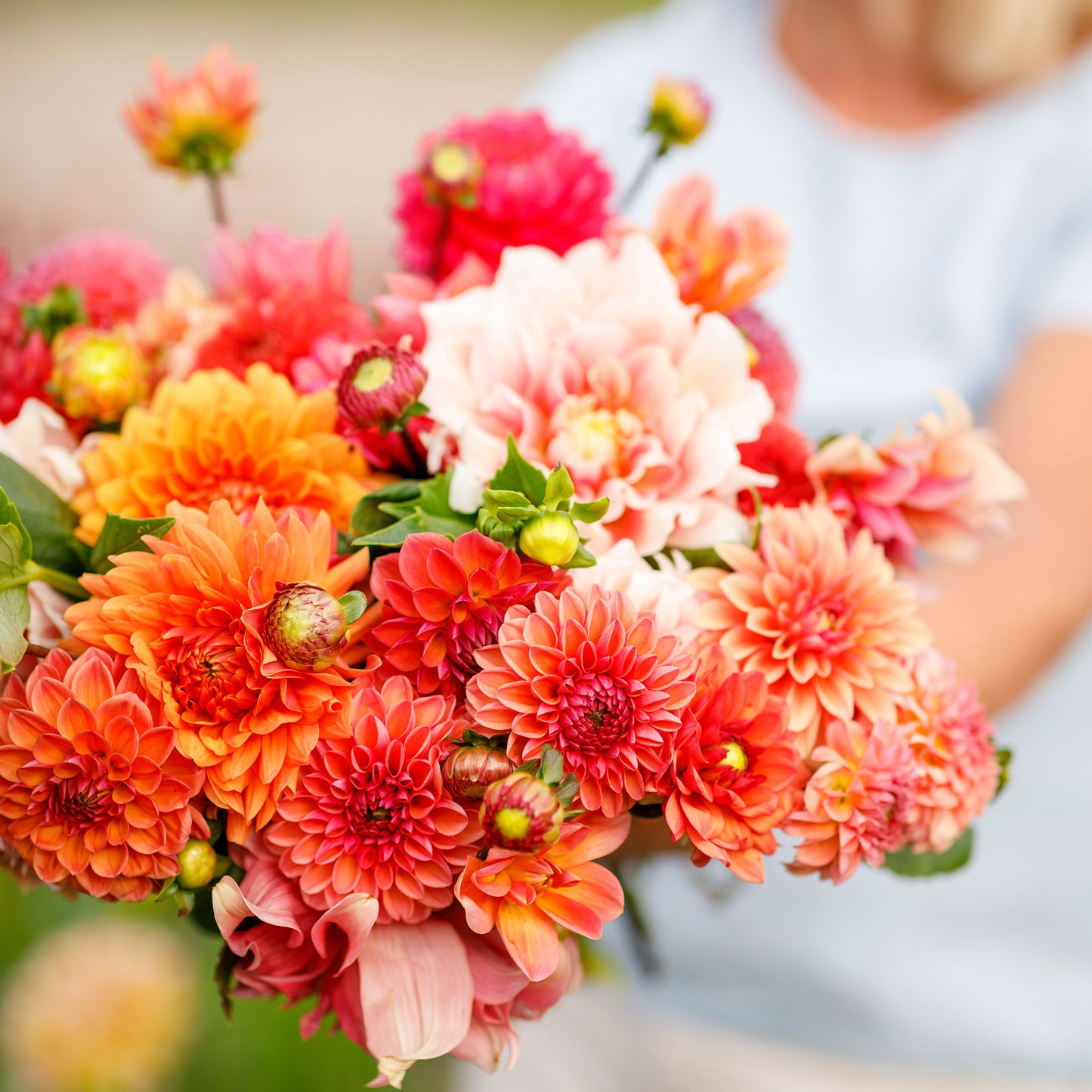 dahlia orange crush mix