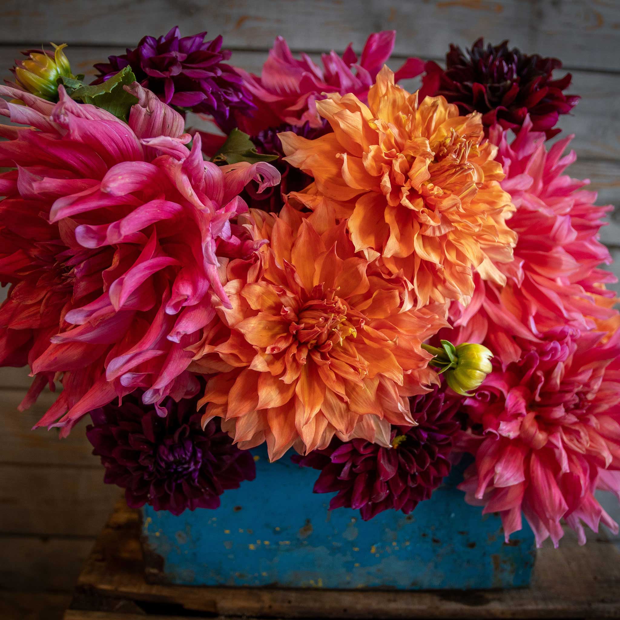 Dahlia Bulbs (Dinnerplate) - Passion Mix | Dahlia Tubers | Eden Brothers