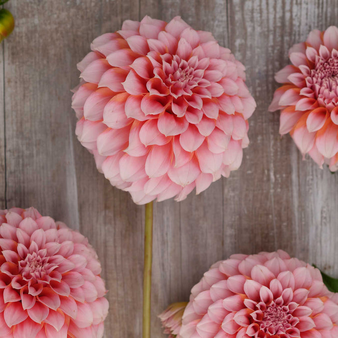 dahlia peaches