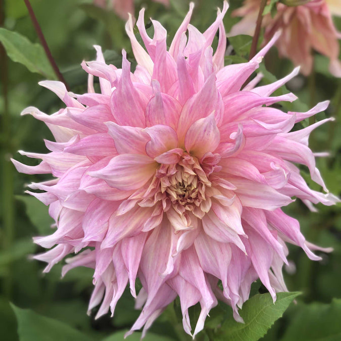 dahlia penhill watermelon