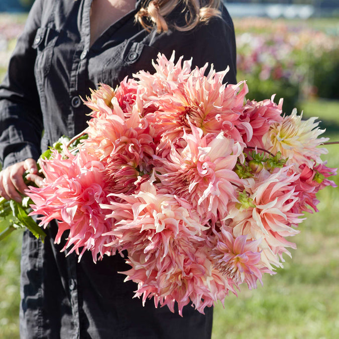 dahlia penhill watermelon