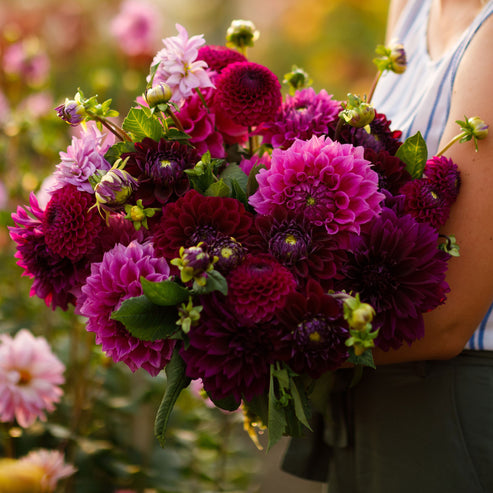 Dahlia Bulbs (Ball & Decorative) - Pink Mix | Dahlia Tubers | Eden Brothers