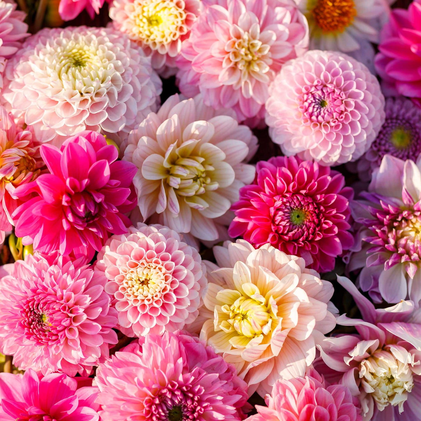 dahlia shirley mix