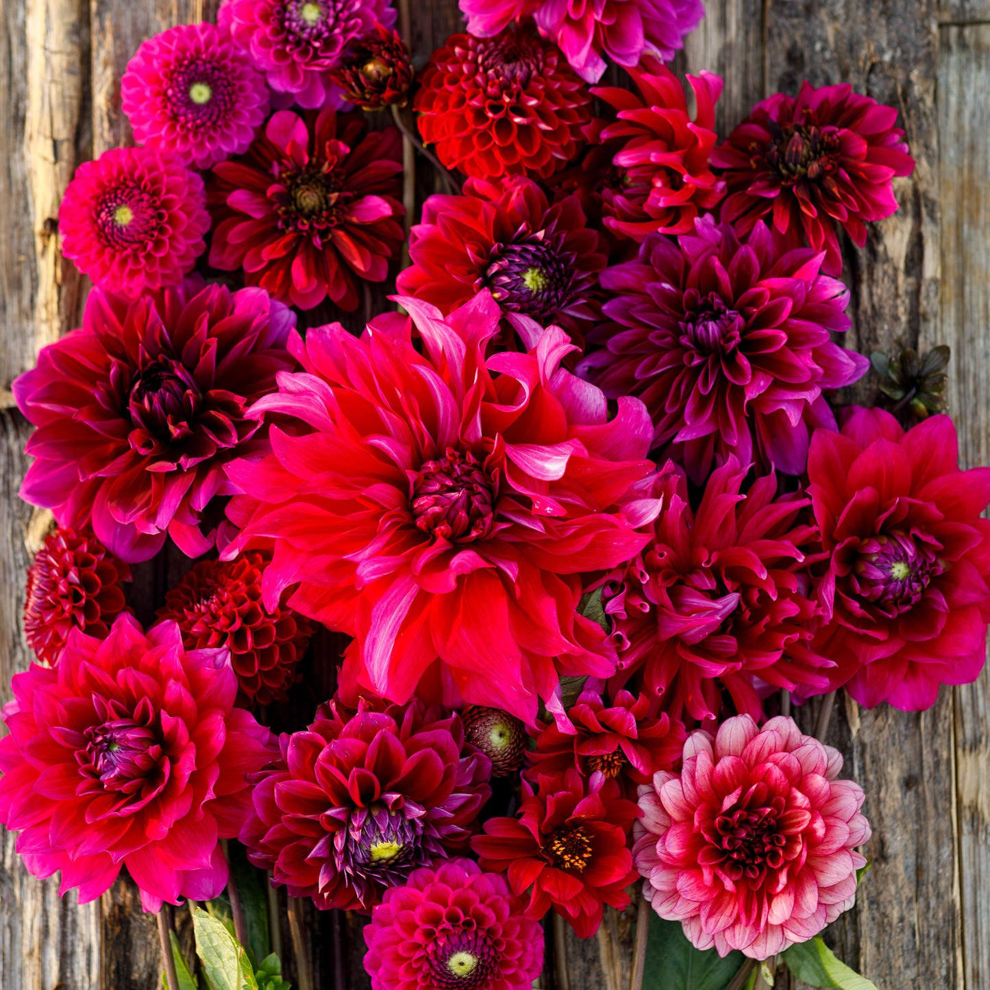 dahlia swing dance mix