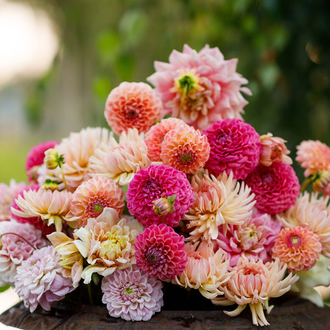 dahlia tender mix