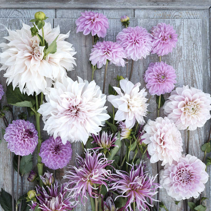 dahlia vintage violet