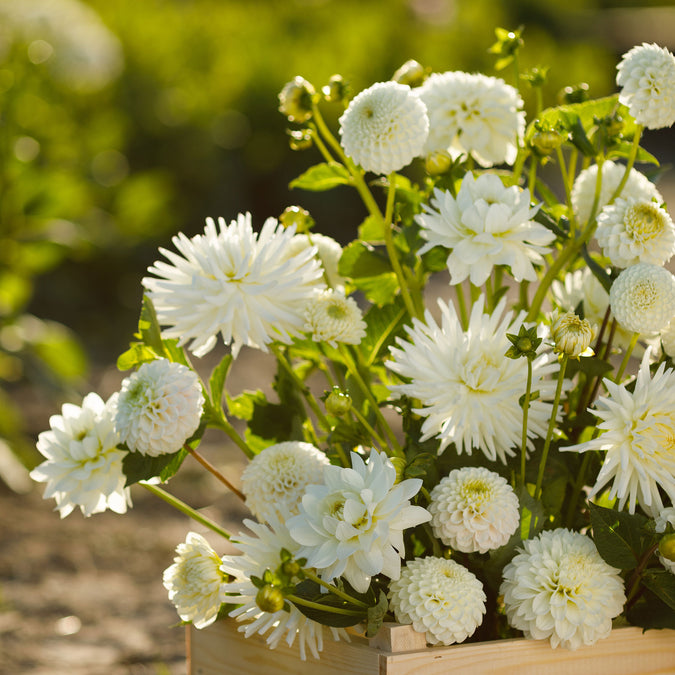 dahlia white mix