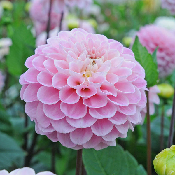 Dahlia Tubers - Wizard of Oz | Spring Flower Bulbs | Eden Brothers