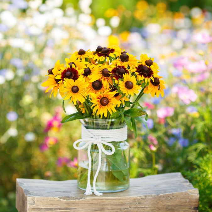 black eyed susan gloriosa daisy mix