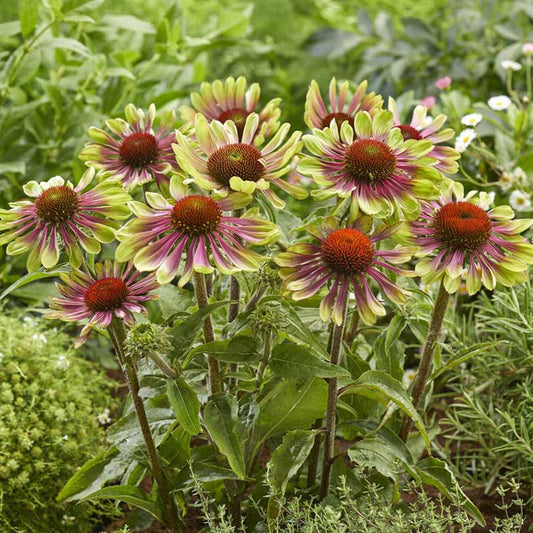 echinacea green twister