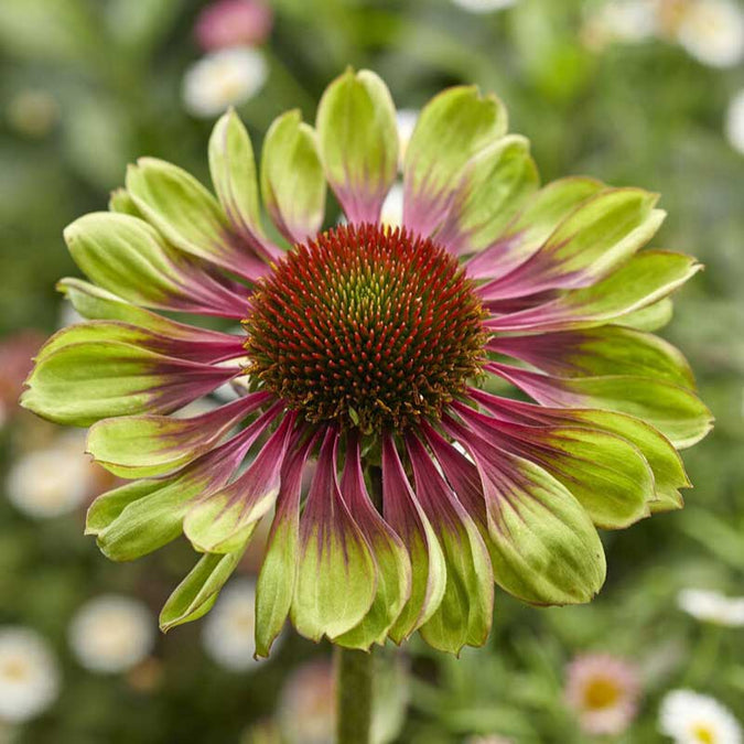 echinacea green twister