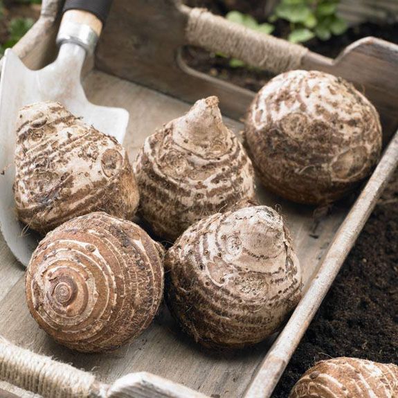 elephant ear bulbs