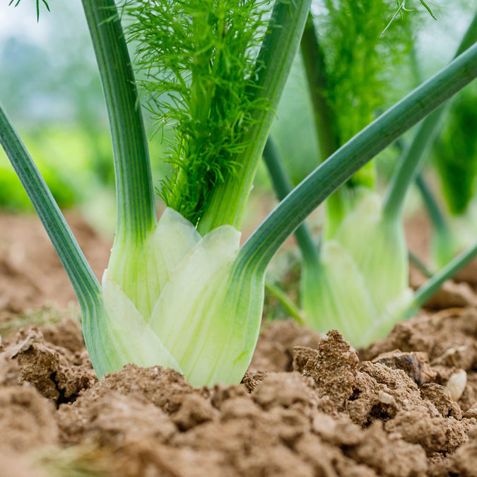 Florence Fennel