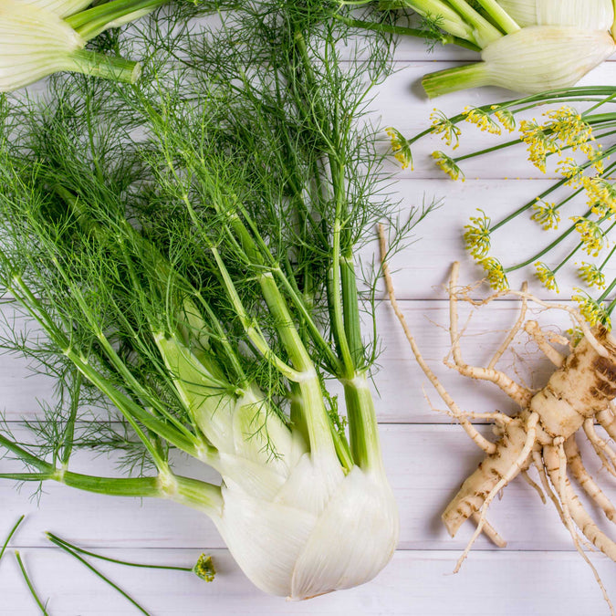 Organic Florence Fennel 