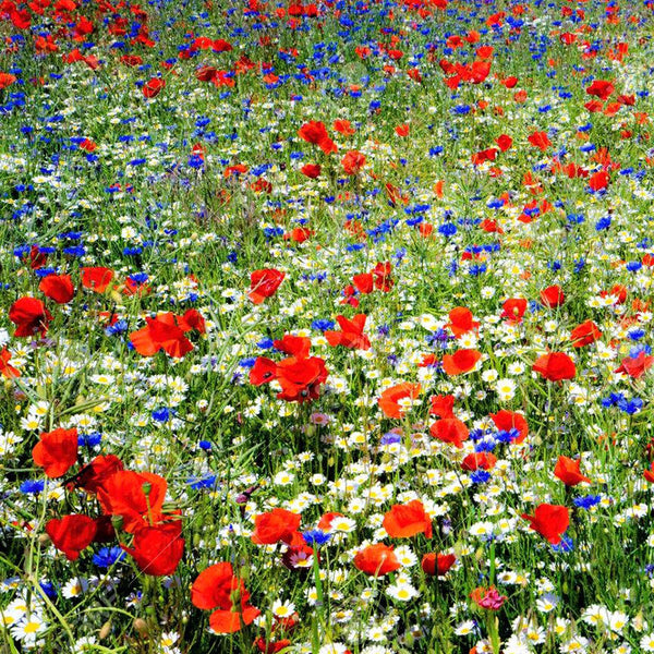 Field of Dreams Flower Seed Mix | Flower Seeds | Eden Brothers