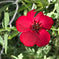 Scarlet Flax Seeds | Flower Seeds in Packets & Bulk | Eden Brothers