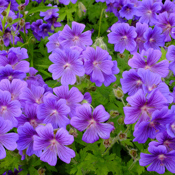 Geranium Bulbs - Purple Cranesbill | Spring Flower Bulbs | Eden Brothers