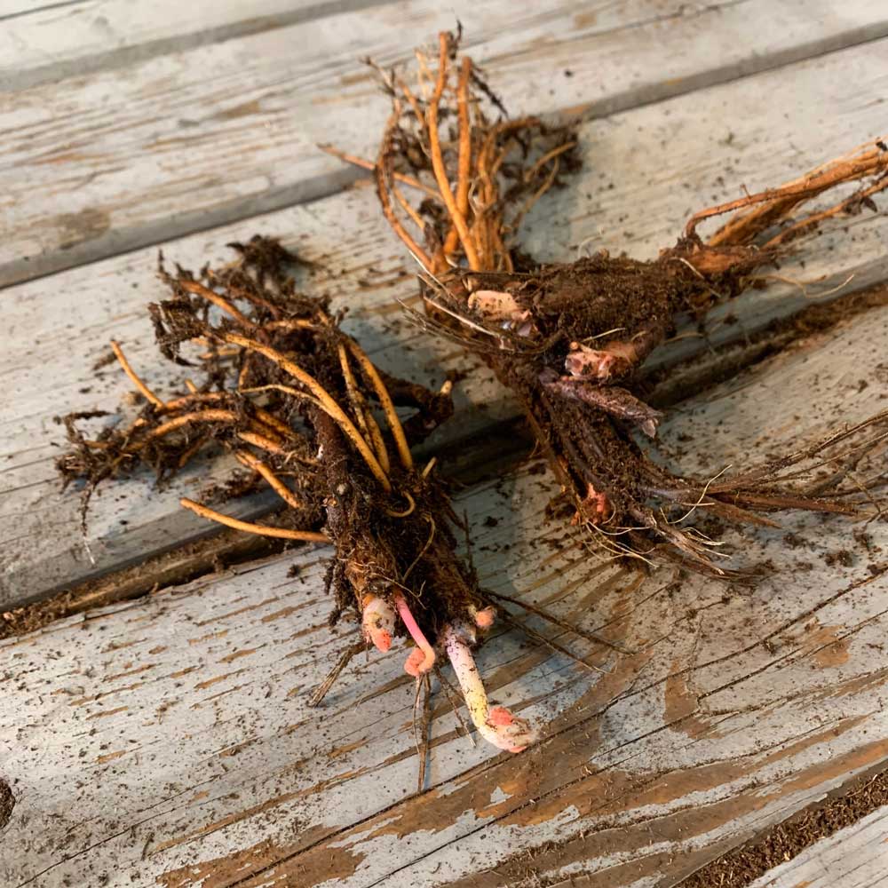 geranium roots