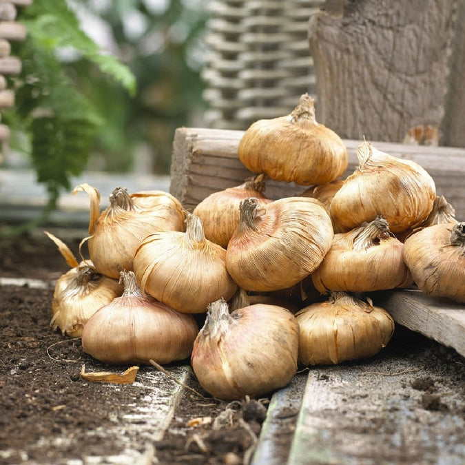 gladiolus bulbs