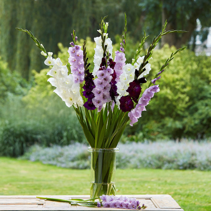 gladiolus purple feather mix