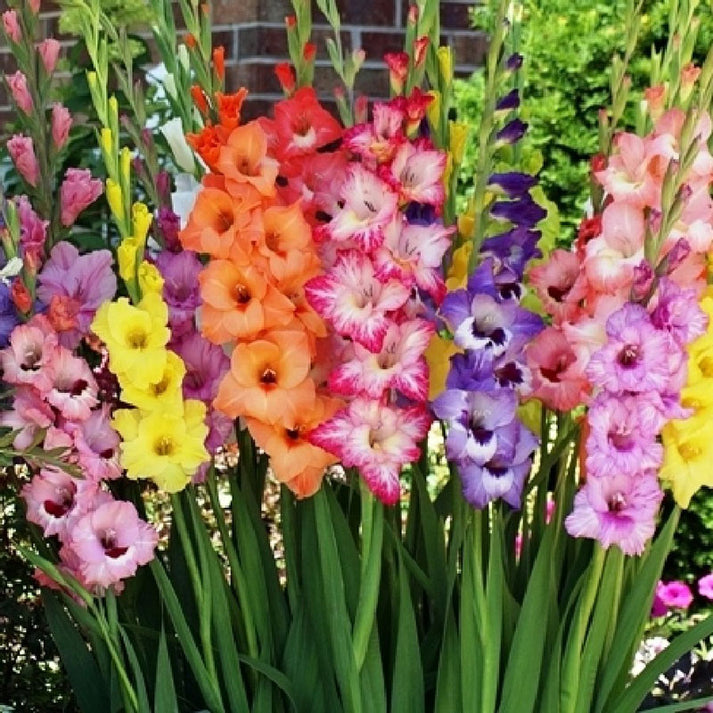 Gladiolus Bulbs - Rainbow Mix | Spring Flower Bulbs | Eden Brothers