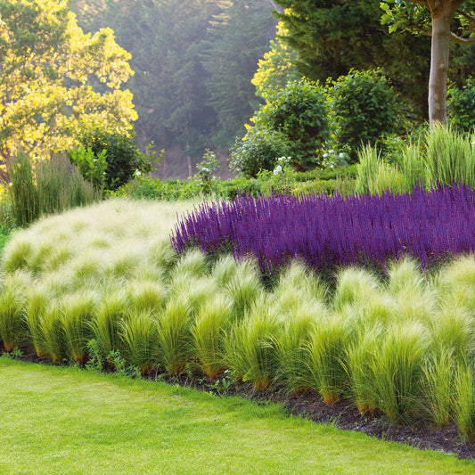 grass mexican feather