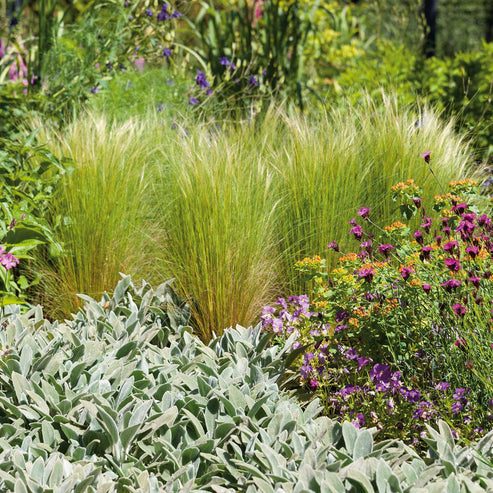 Grass Seeds - Mexican Feather Grass 