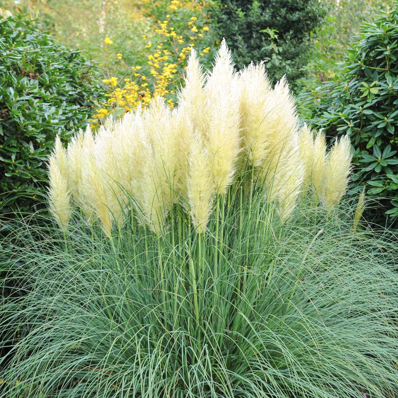 Grass Seeds - Pampas Plume White | GrassSeeds in Packets & Bulk | Eden ...