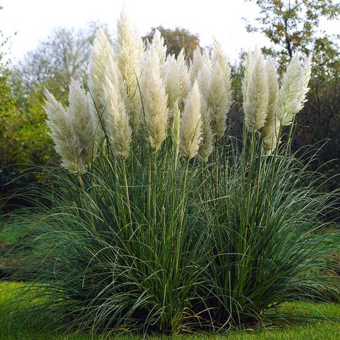 Grass Seeds - Pampas Plume White | GrassSeeds in Packets & Bulk | Eden ...