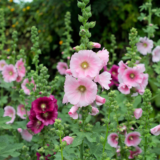 Hollyhock Seeds - Henry VIII - Pink | Flower Seeds in Packets & Bulk ...