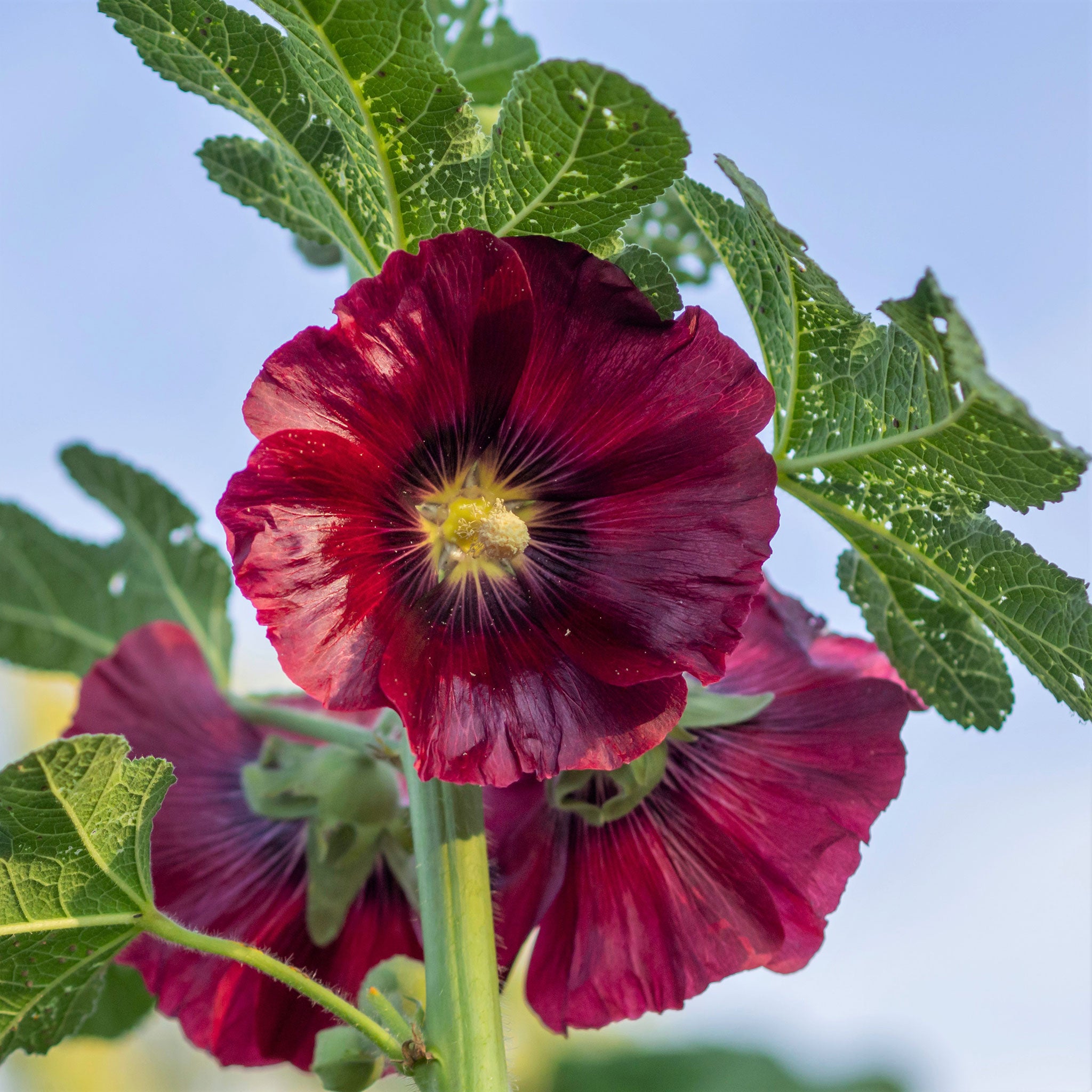 Hollyhock Seeds - Henry VIII - Red | Flower Seeds in Packets & Bulk ...