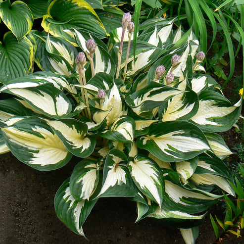 Hosta Bulbs - Fire & Ice | Flower Bulbs | Eden Brothers