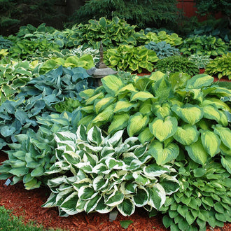 Hosta Roots | Shop 8 Varieties | Eden Brothers