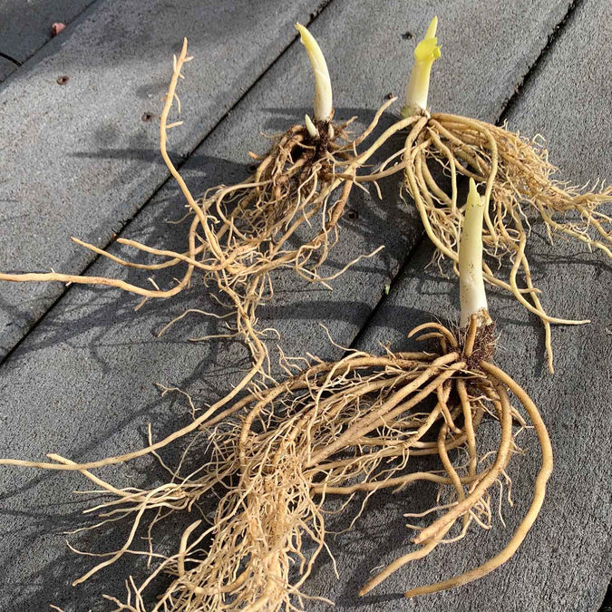 hosta roots