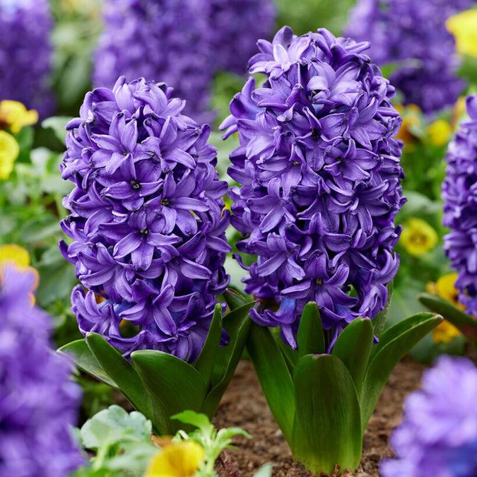 Hyacinth Bulbs - Blue Trophy | Fall Flower Bulbs | Eden Brothers