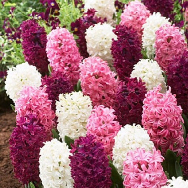 Hyacinth Bulbs - Pink Mix