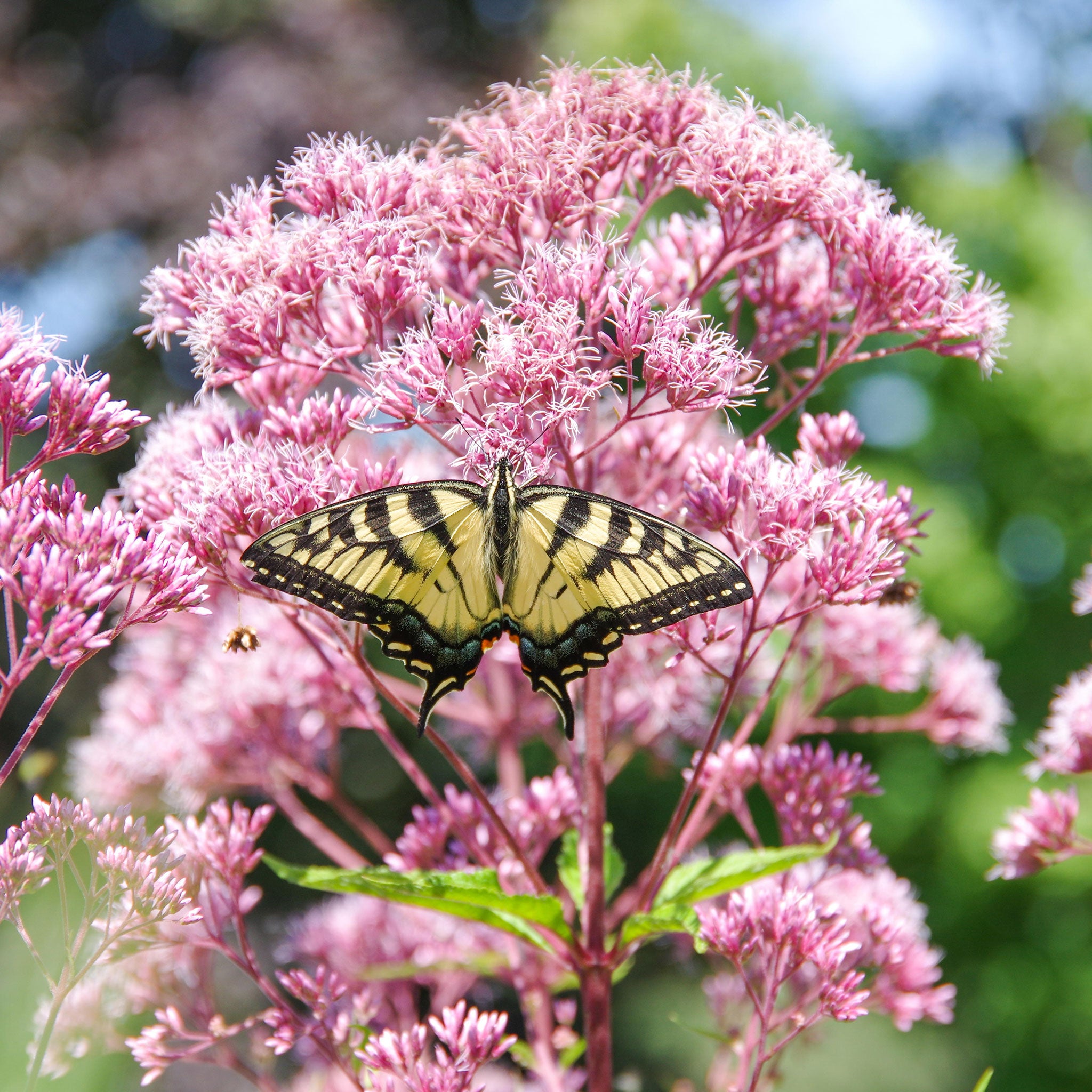 Joe Pye Weed | Flower Seeds in Packets & Bulk | Eden Brothers